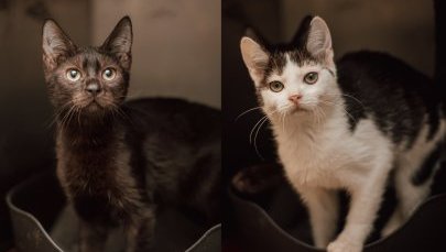 Adoptuj psy i koty z Katowic. Poznaj Nachosa, Rokiego, Lorda, Megi, Shirę oraz kotki Pinezkę, Gawina i Grację, Wentankę, Winnie i Pooha oraz Murphy'ego